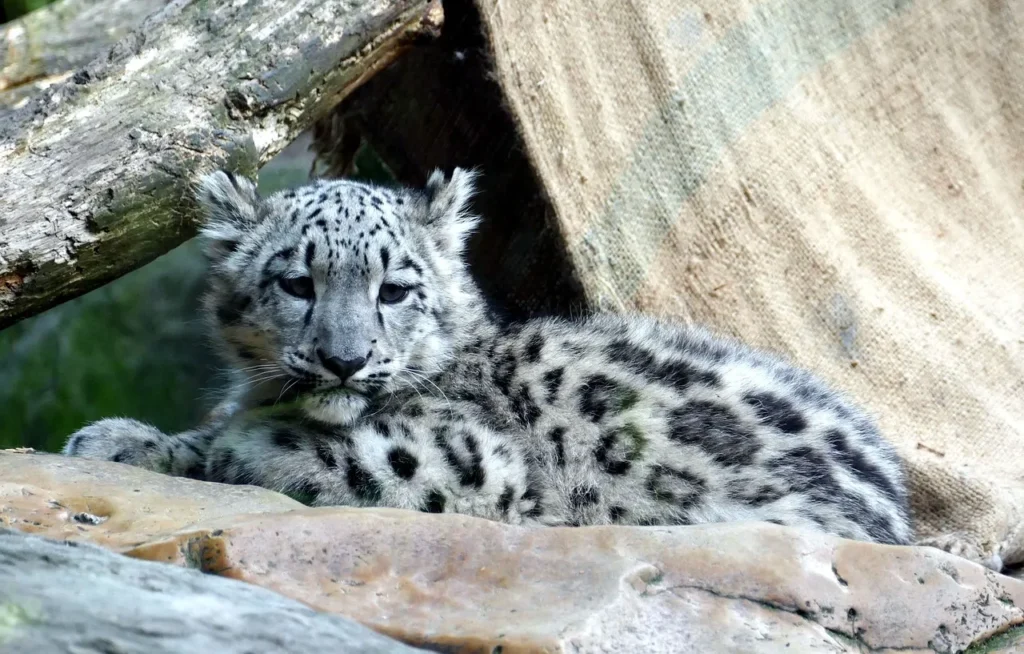 darjeeling zoo snow leopard