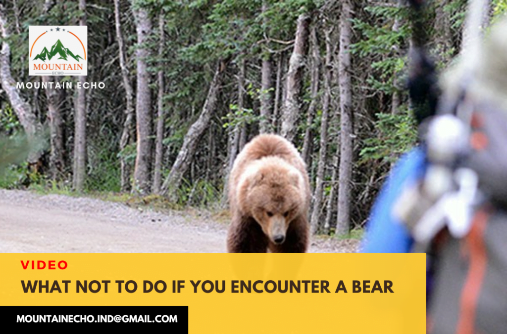 Bear video encounter - what not to do