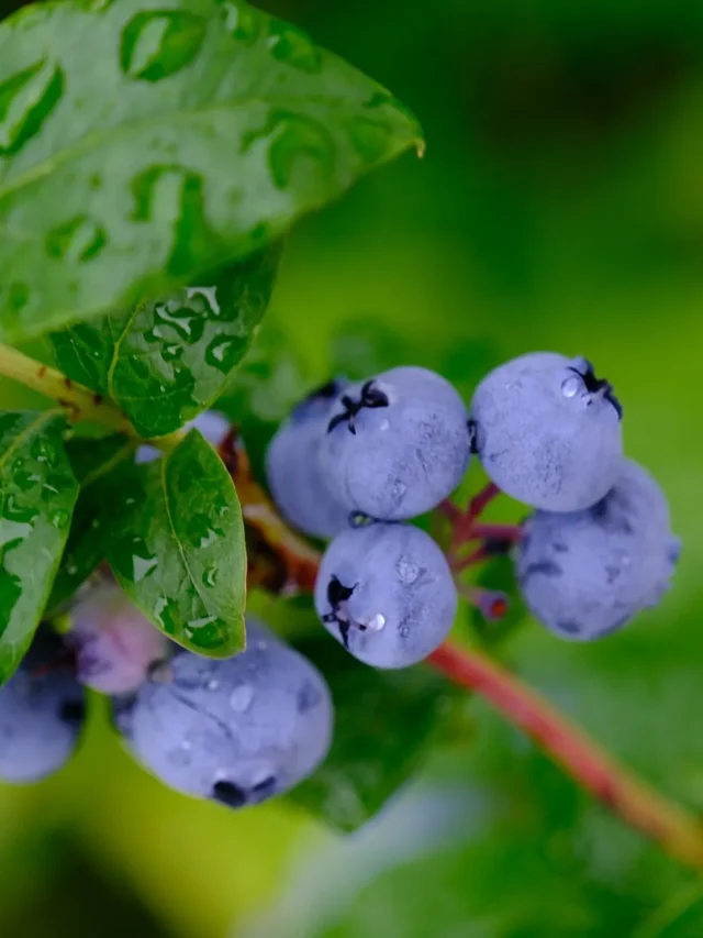 Blueberries