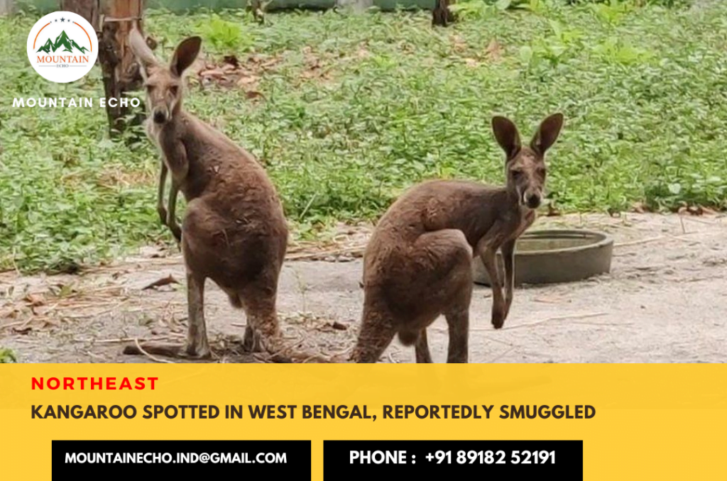 Kangaroo in Siliguri