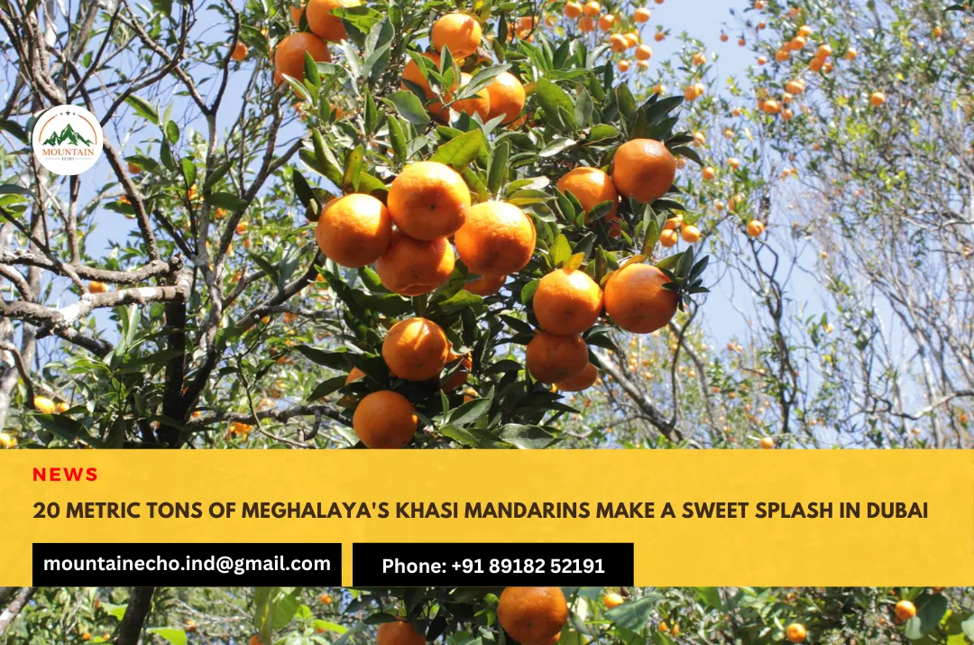 20 metric tons of Meghalaya's Khasi mandarins make a sweet splash in Dubai