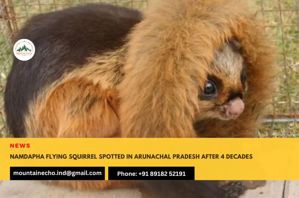 Namdapha flying squirrel spotted in Arunachal Pradesh after 4 decades