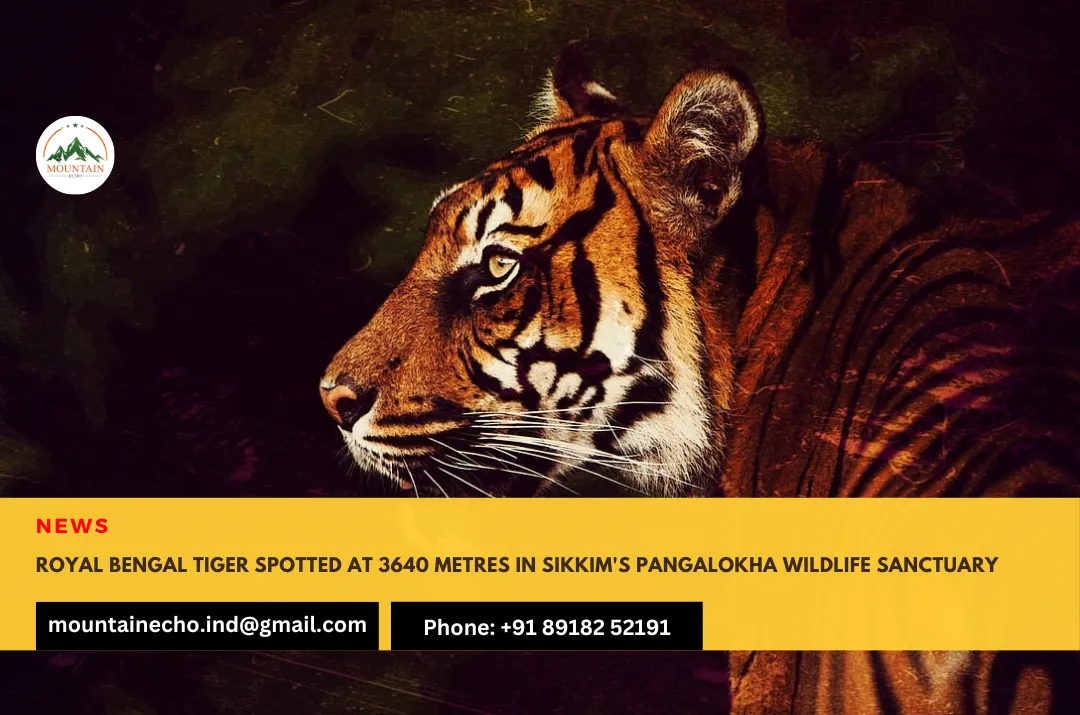 Royal Bengal Tiger spotted at 3640 metres in Sikkim's Pangalokha